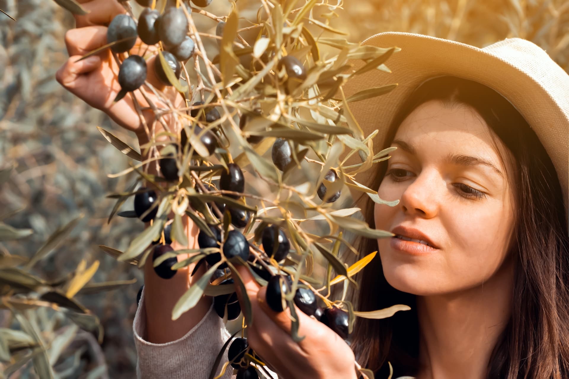 Woman harvesting black olives from a branch in an olive grove in Hvar.