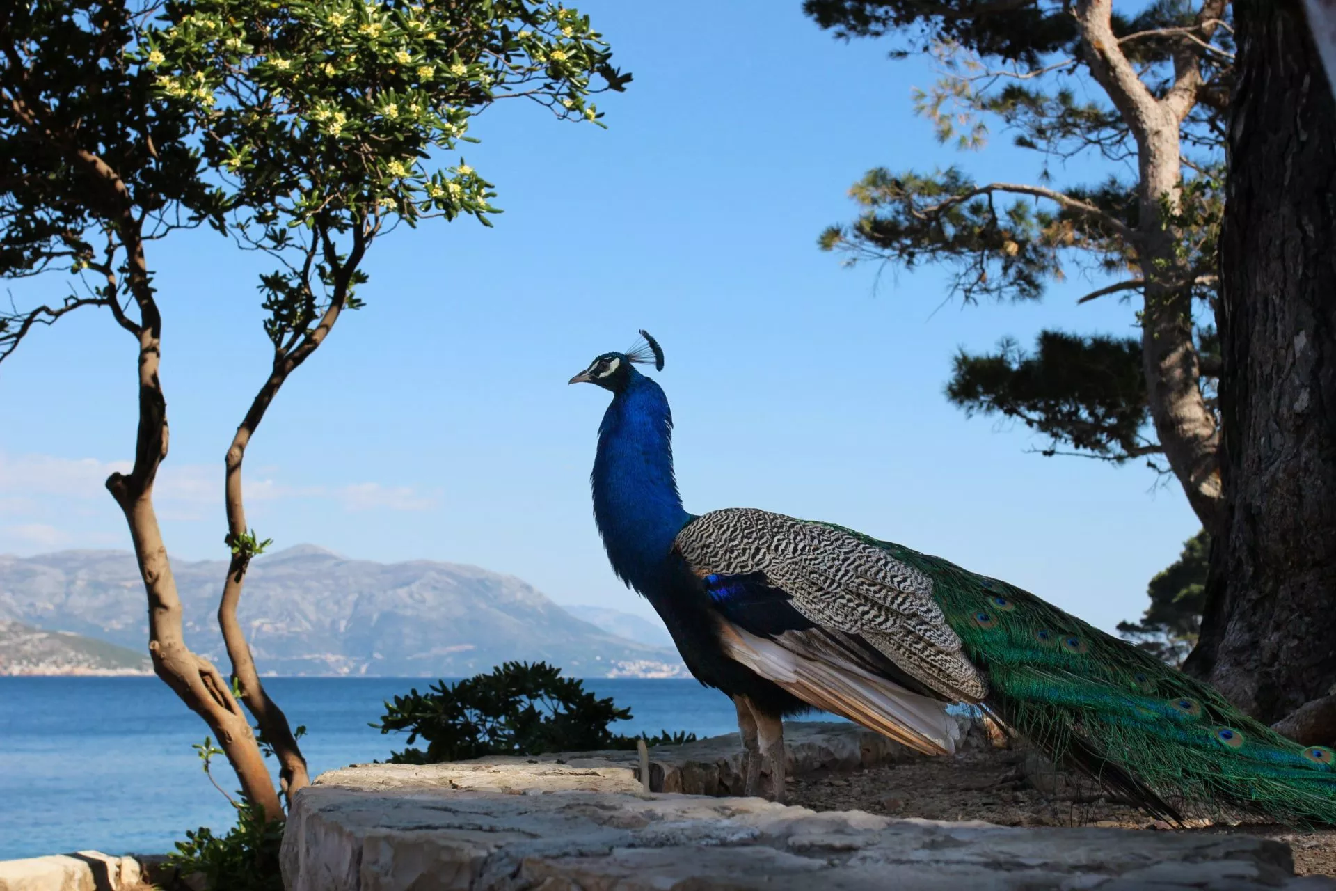Lopud island peacocks